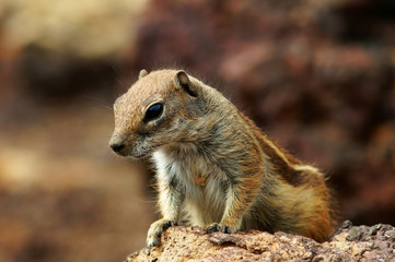 chipmunk