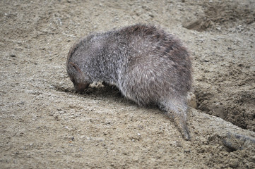 Banded moongose mammal animal