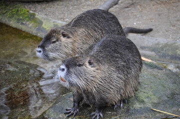 Coypu aka Nutria mammal animal