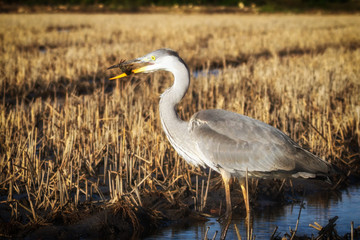 Portrait of a big gray heron in the profile made at sunset.