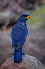 Close up portrait of Whistling thrush (Myophonus caeruleus)