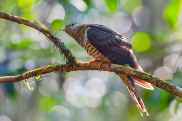 Himalayan Cuckoo(Cuculus saturatus) 