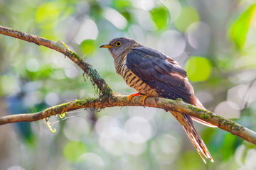 Himalayan Cuckoo(Cuculus saturatus) 