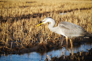 Portrait of a big gray heron in the profile made at sunset.