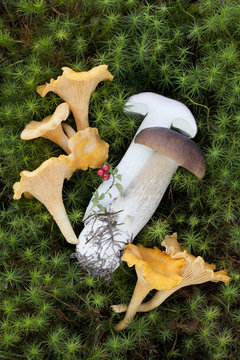Boletus edulis (porcini) and Cantharellus cibarius (chanterelle) mushrooms