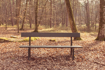 One empty bench on the forest
