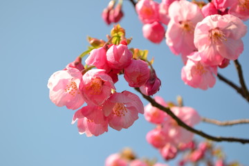 陽光桜