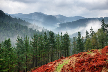 Foggy Forest in Basque Country, Spain