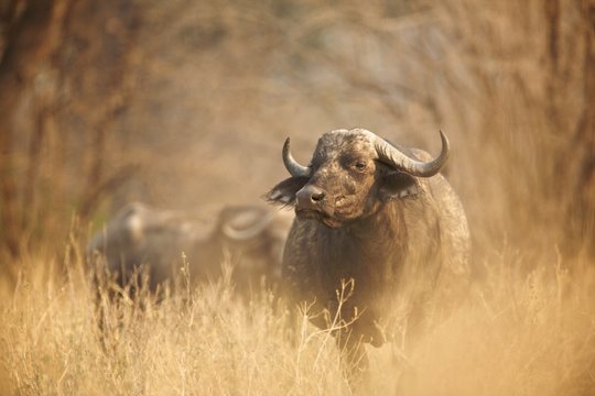 African buffalo - Syncerus caffer - Early morning light