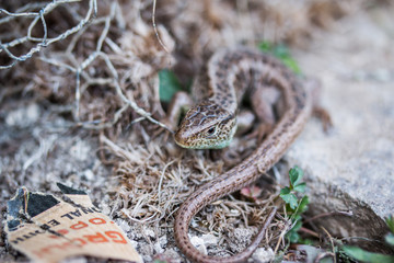 Echte Eidechse, (Lacertidae), makro