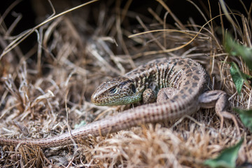 Echte Eidechse, (Lacertidae), makro