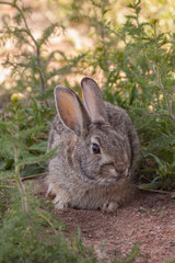 Naklejka na ściany i meble Cute Cottontail Rabbit