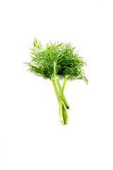 Dill auf weißen Hintergrund