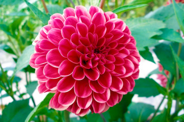 The genus Dahlia comprises 42 species of rather large perennial plants with large heads of flowers.