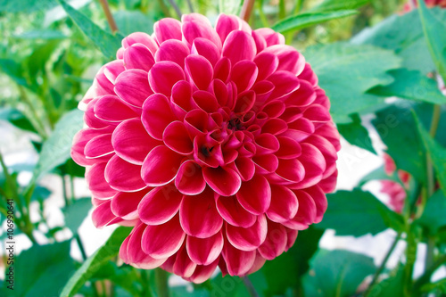 The Genus Dahlia Comprises 42 Species Of Rather Large