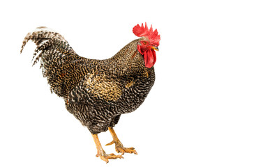 beautiful cock isolated