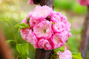 Blooming Japanese plum