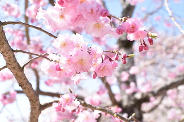 桜
