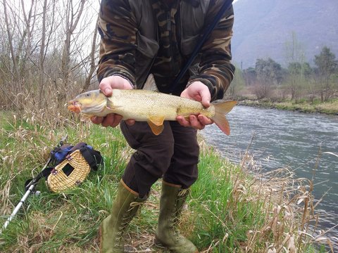 Pesce barbo