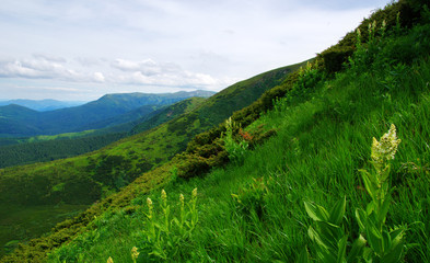 Mountain landscape in summer