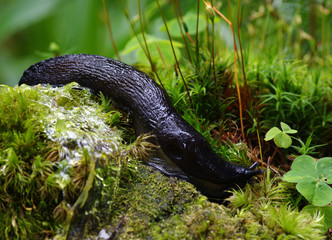 slug in forest