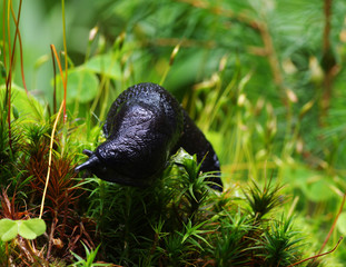 slug in forest