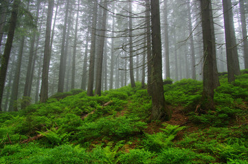 Trees in forest