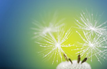   spring dandelion flower