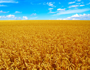 Naklejka premium Field of wheat