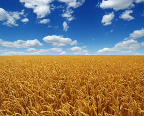 Field of wheat