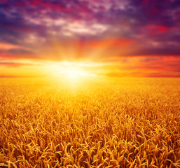 Fototapeta premium Field of wheat