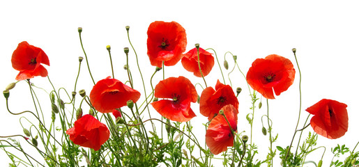 Plakat red poppies on white