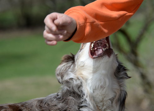 aggression, aggressiv dog trying to bite