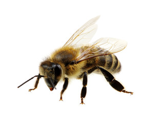 bee