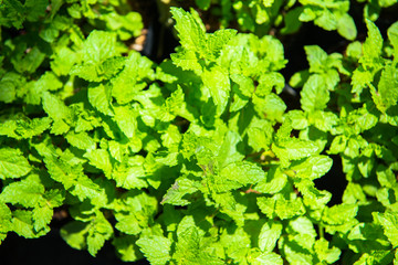 Small herb and flower garden 