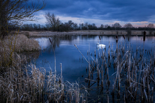 Swan swimming on Arcot Pond, Cramlington, Northumberland, England, UK. At dusk, during blue hour.