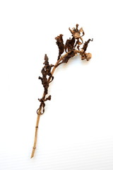 dry branch on a white background