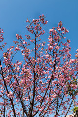 Pink blossom sakura flowers on a spring day in Japan.,
