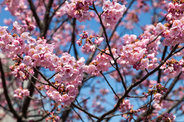 Pink blossom sukura flowers on a spring day in Japan.,