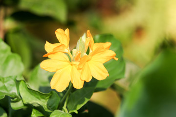 yellow flower 3005