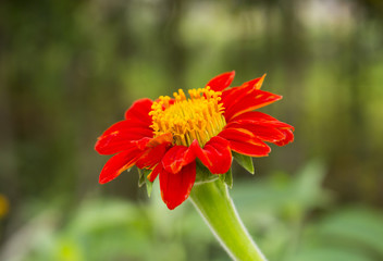 red zinnia flower on nature background