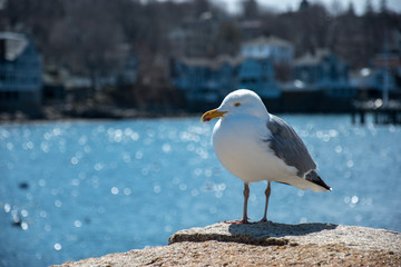 Rockport, USA; March 2016
Seagull resting on a Stone with bright blue water in the background