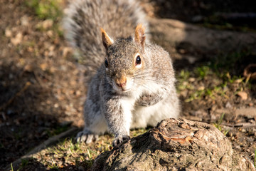 Squirrel sitting on a tree trunk and looking directly in the camera