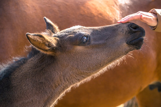 hand caress a cute little foal's nose
