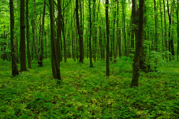 beautiful green forest
