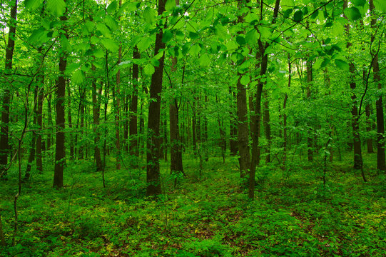 Fototapeta beautiful green forest