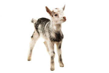 goats little isolated