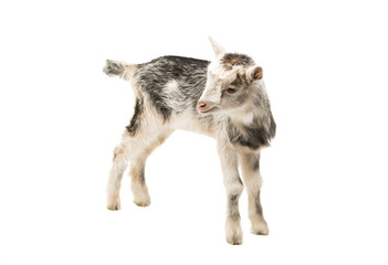 Obraz premium goats little isolated