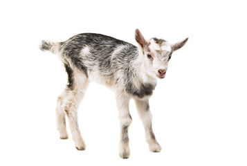 Obraz premium goats little isolated