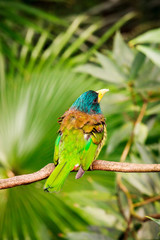 Exotic colorful bird sitting on a branch